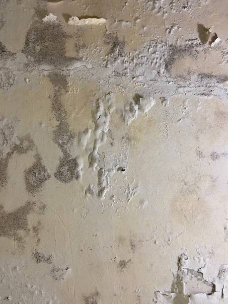 Best Commercial Mold Removal  in Kathleen, FL