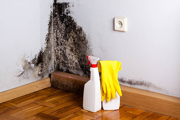 Best Toxic Mold Removal  in Kathleen, FL