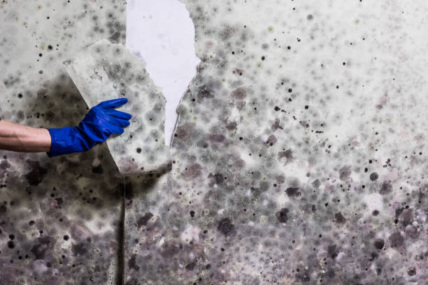 Best Black Mold Removal  in Kathleen, FL