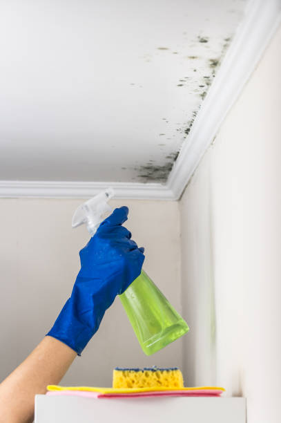 Best Residential Mold Removal  in Kathleen, FL